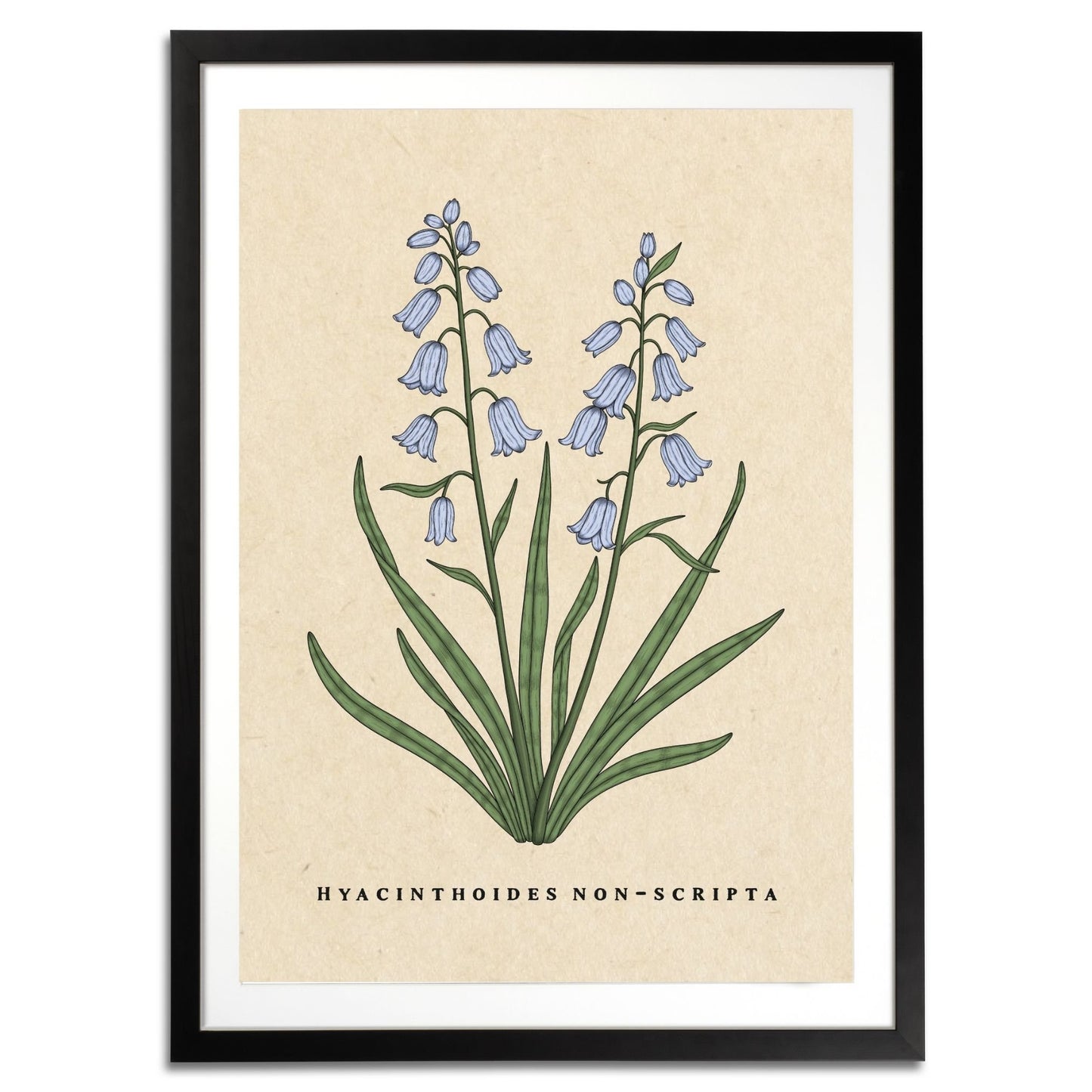 Bluebells Botanical Fine Art Print by H Potter