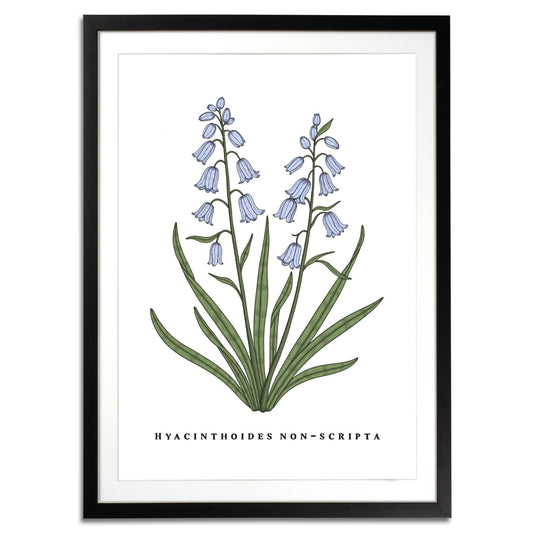 Bluebells Botanical Fine Art Print by H Potter