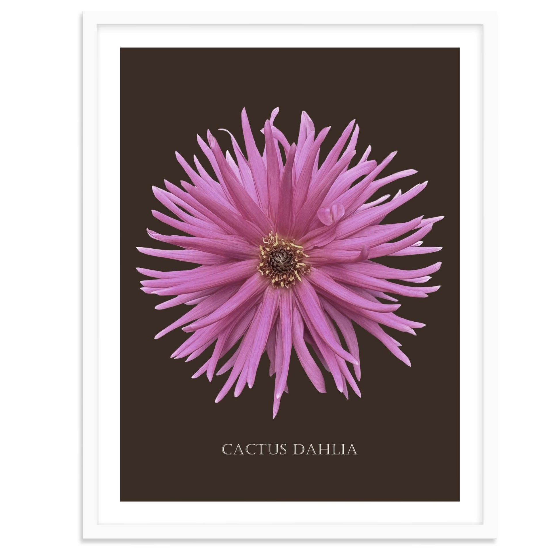 Pink Cactus Botanical Fine Art Print by H Potter
