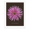 Pink Cactus Botanical Fine Art Print by H Potter