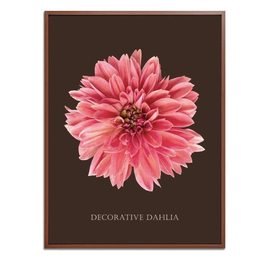 Decorative Dahlia Botanical Fine Art Print by H Potter