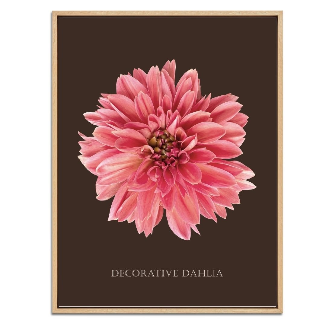 Decorative Dahlia Botanical Fine Art Print by H Potter