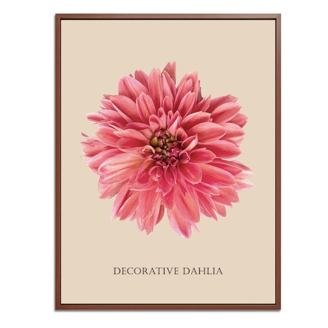 Decorative Dahlia Botanical Fine Art Print by H Potter