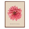 Decorative Dahlia Botanical Fine Art Print by H Potter