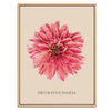 Decorative Dahlia Botanical Fine Art Print by H Potter