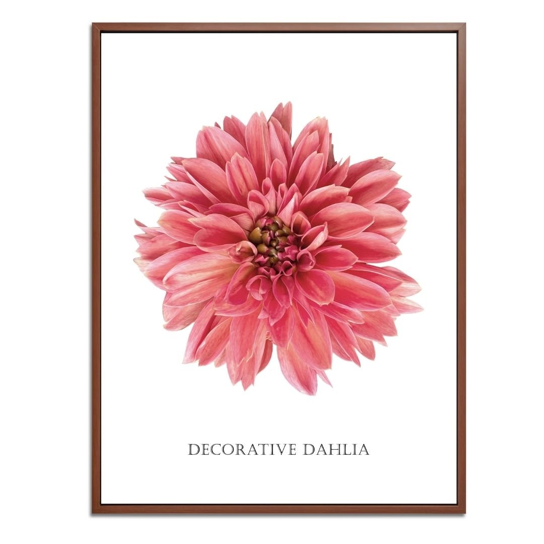 Decorative Dahlia Botanical Fine Art Print by H Potter
