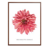 Decorative Dahlia Botanical Fine Art Print by H Potter