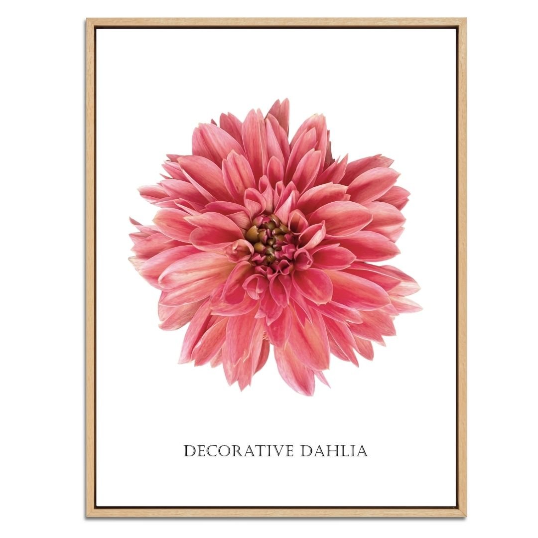 Decorative Dahlia Botanical Fine Art Print by H Potter