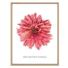 Decorative Dahlia Botanical Fine Art Print by H Potter