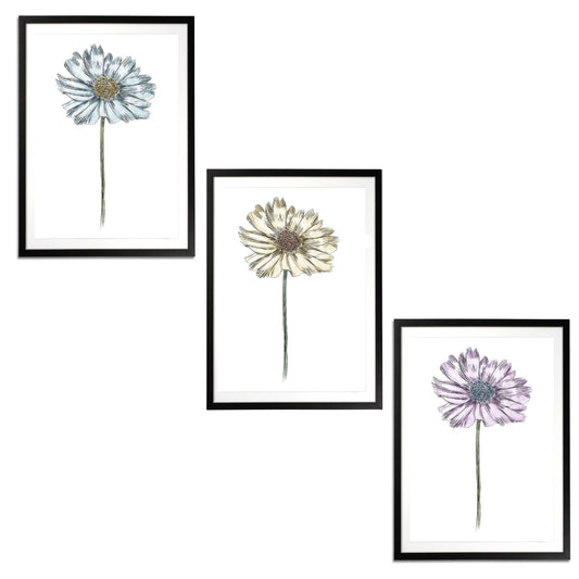 Daisy Set Botanical Fine Art Print by H Potter