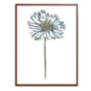 Daisy Botanical Fine Art Print by H Potter Blue