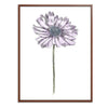Daisy Botanical Fine Art Print by H Potter Purple