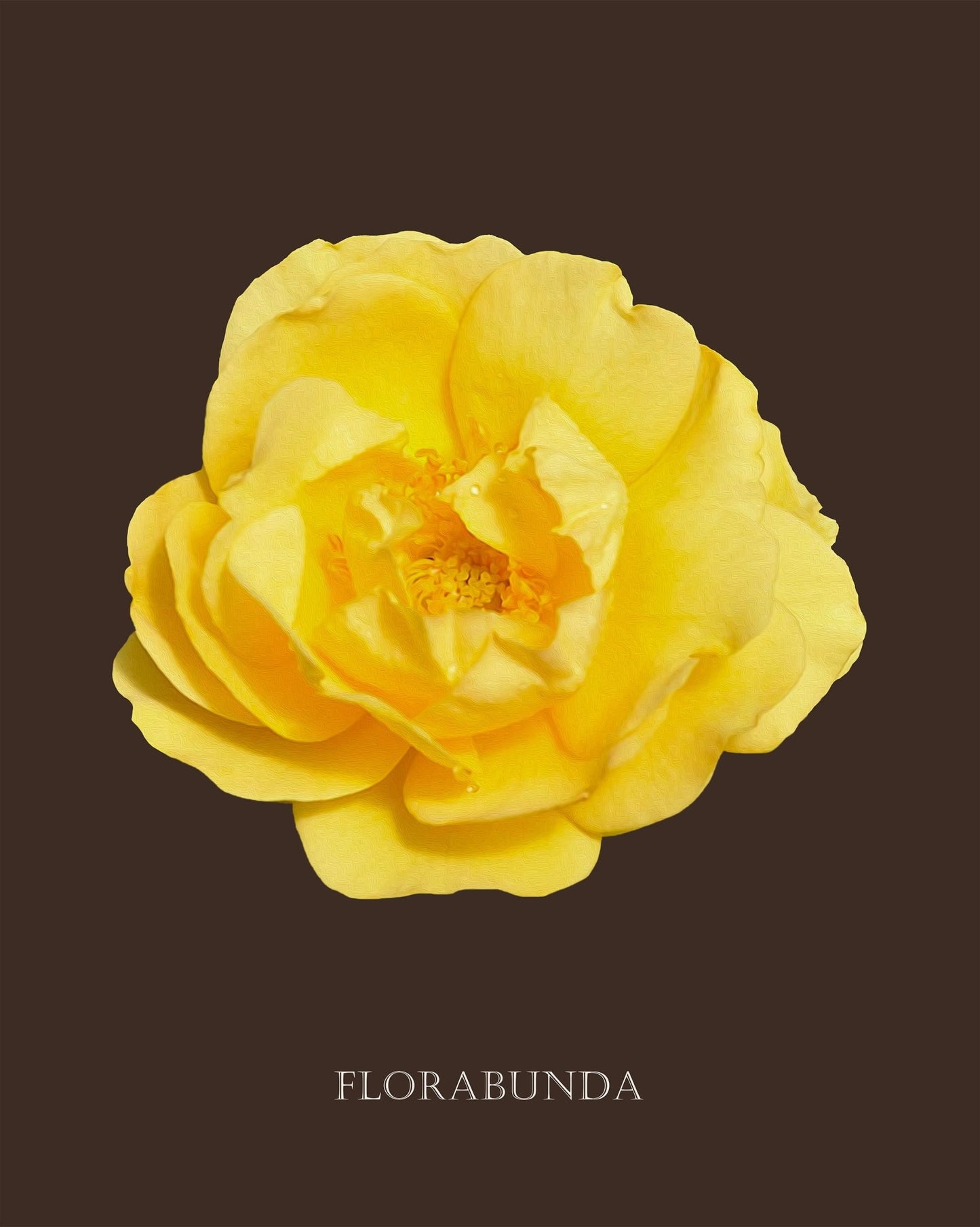 Yellow Florabunda Rose Botanical Fine Art Print by H Potter