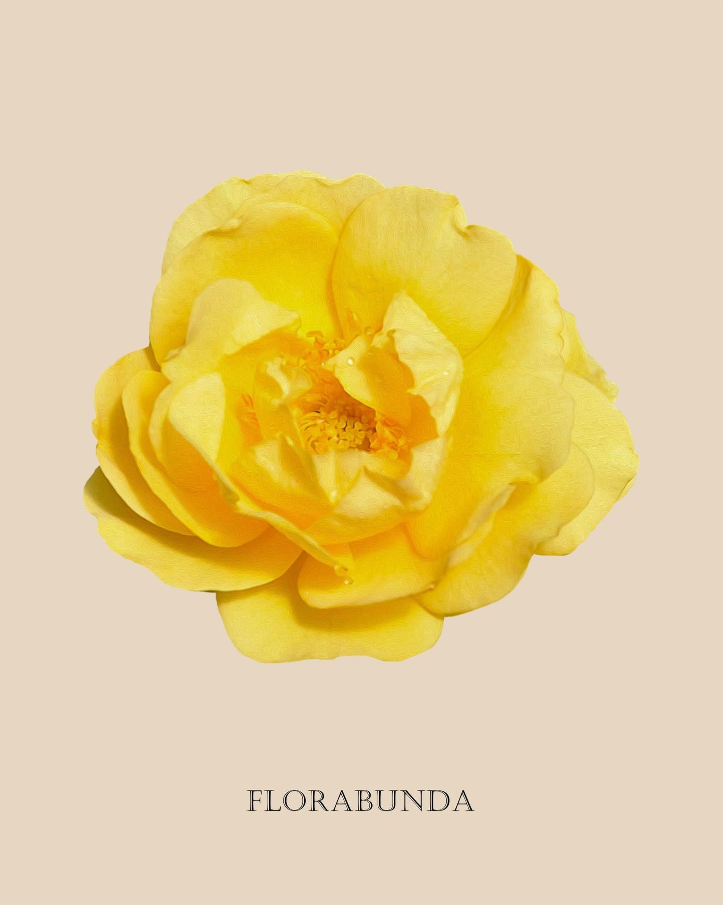 Yellow Florabunda Rose Botanical Fine Art Print by H Potter