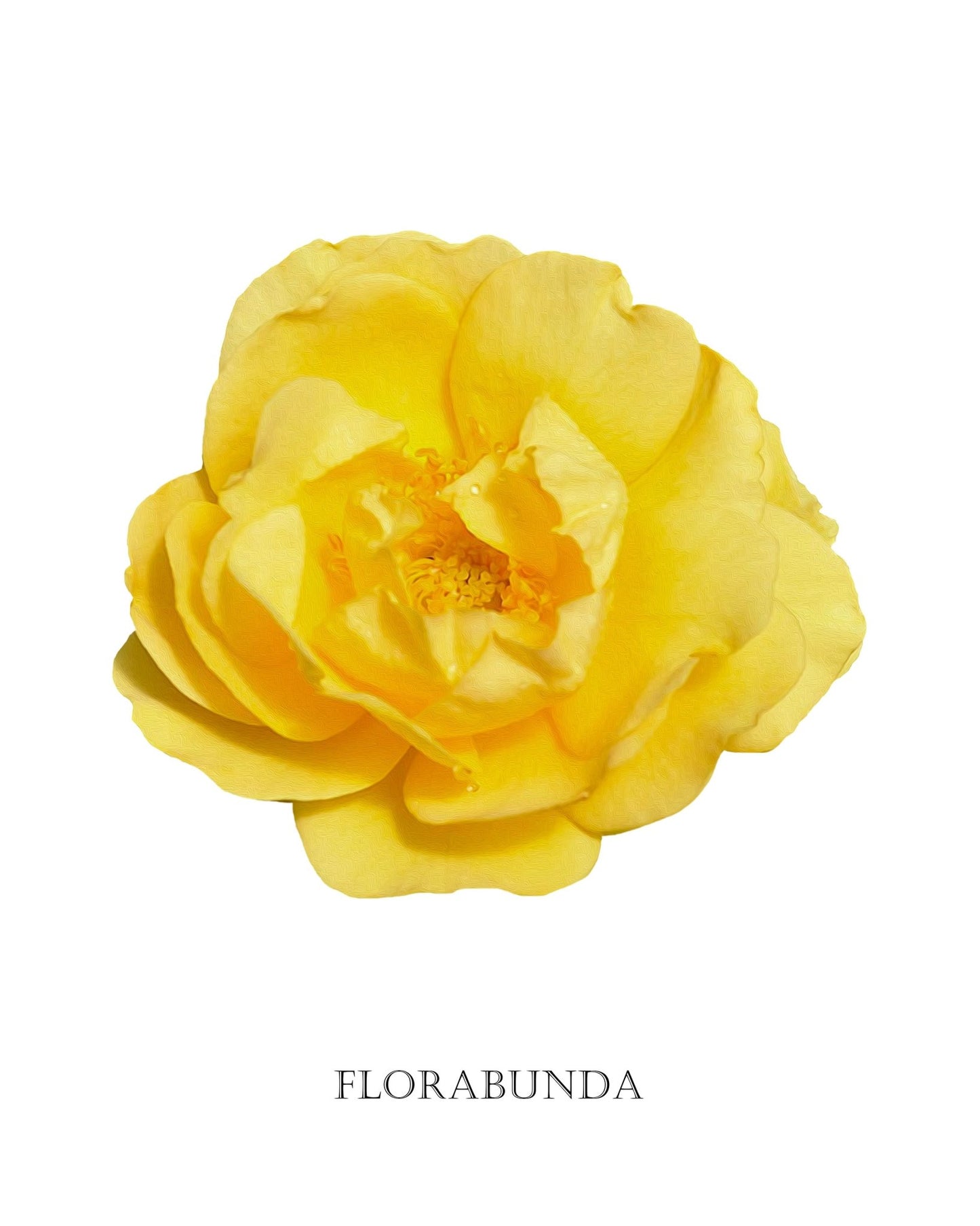 Yellow Florabunda Rose Botanical Fine Art Print by H Potter