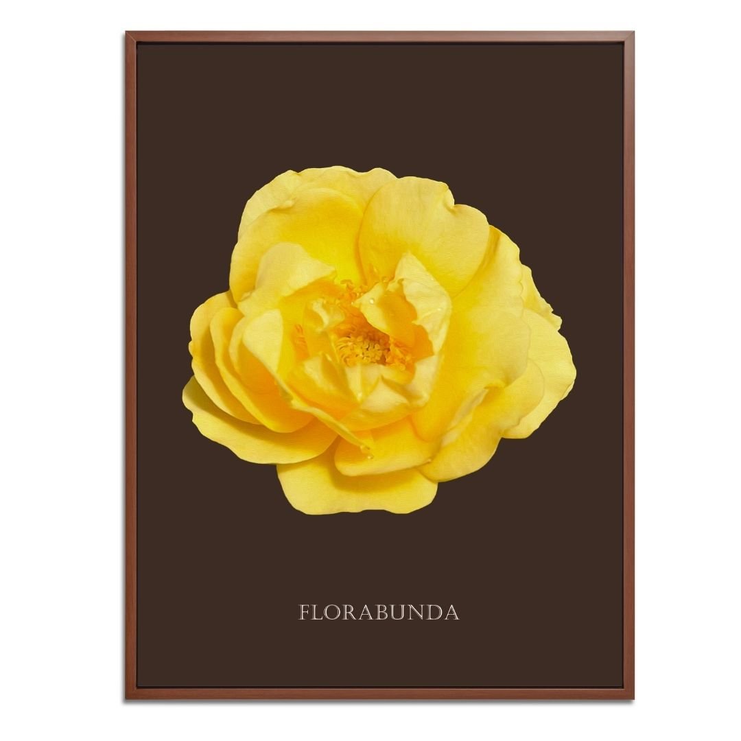 Yellow Florabunda Rose Botanical Fine Art Print by H Potter