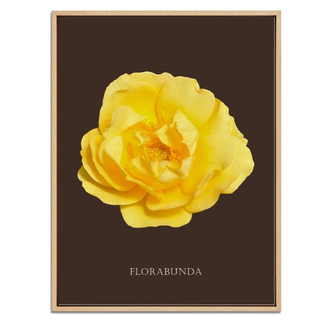 Yellow Florabunda Rose Botanical Fine Art Print by H Potter