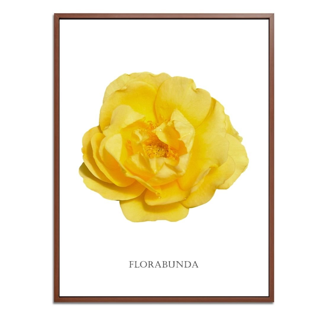 Yellow Florabunda Rose Botanical Fine Art Print by H Potter