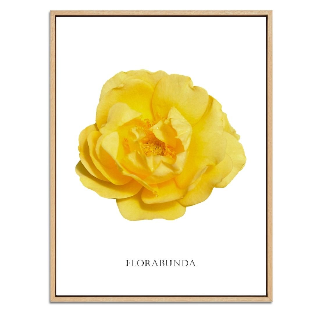 Yellow Florabunda Rose Botanical Fine Art Print by H Potter
