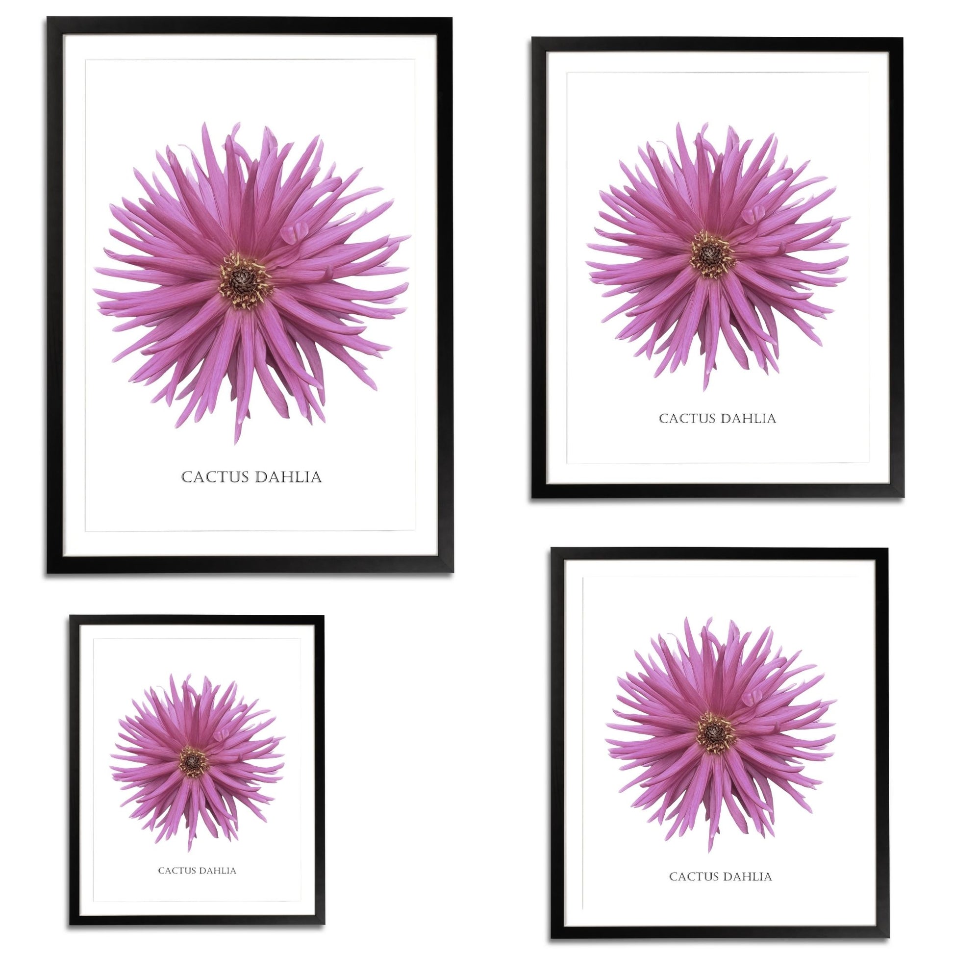 Pink Cactus Botanical Fine Art Print by H Potter