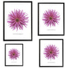 Pink Cactus Botanical Fine Art Print by H Potter