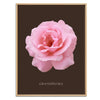 Pink Grandiflora Rose Botanical Fine Art Print by H Potter