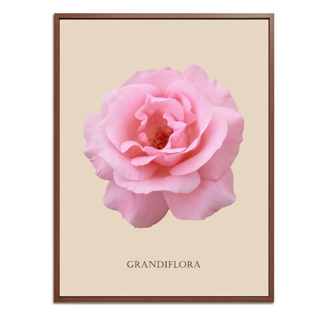 Pink Grandiflora Rose Botanical Fine Art Print by H Potter