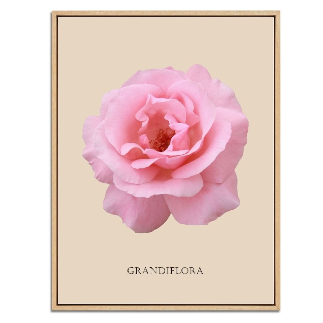 Pink Grandiflora Rose Botanical Fine Art Print by H Potter