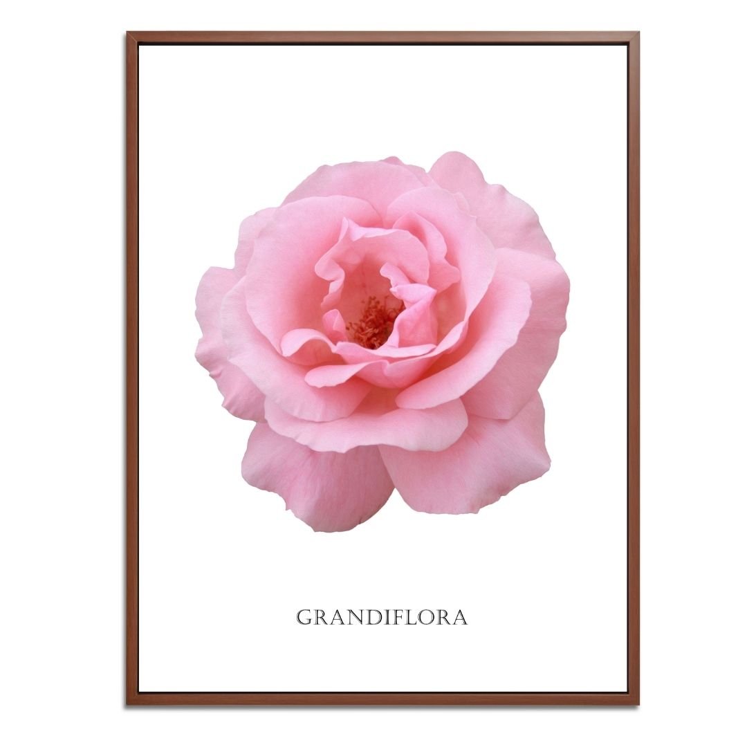 Pink Grandiflora Rose Botanical Fine Art Print by H Potter