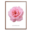 Pink Grandiflora Rose Botanical Fine Art Print by H Potter
