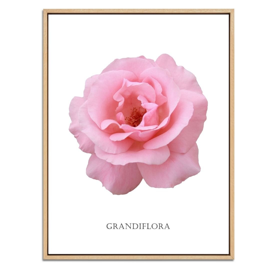 Pink Grandiflora Rose Botanical Fine Art Print by H Potter