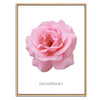 Pink Grandiflora Rose Botanical Fine Art Print by H Potter
