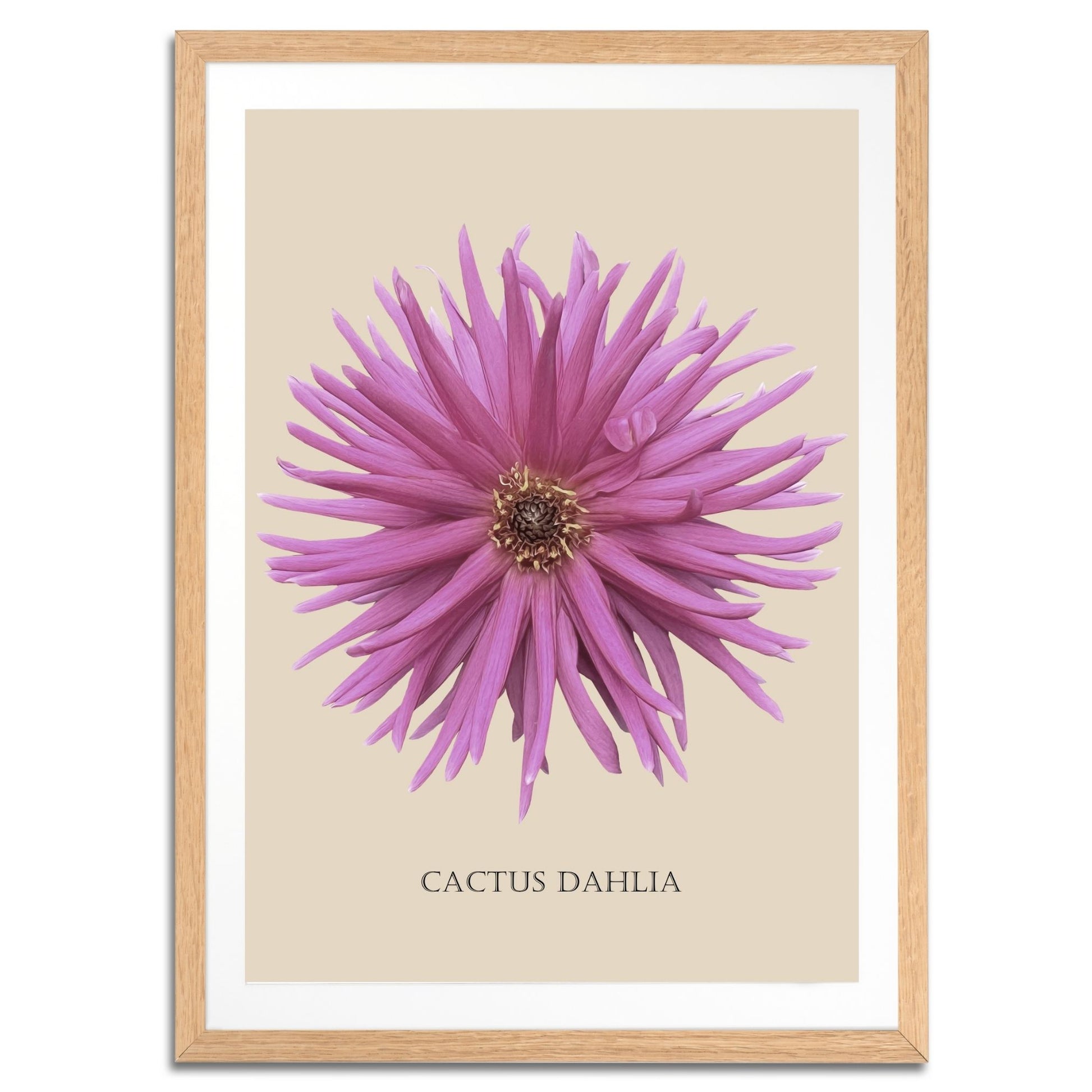 Pink Cactus Botanical Fine Art Print by H Potter