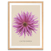 Pink Cactus Botanical Fine Art Print by H Potter