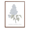 Lilac Botanical Fine Art Print by H Potter