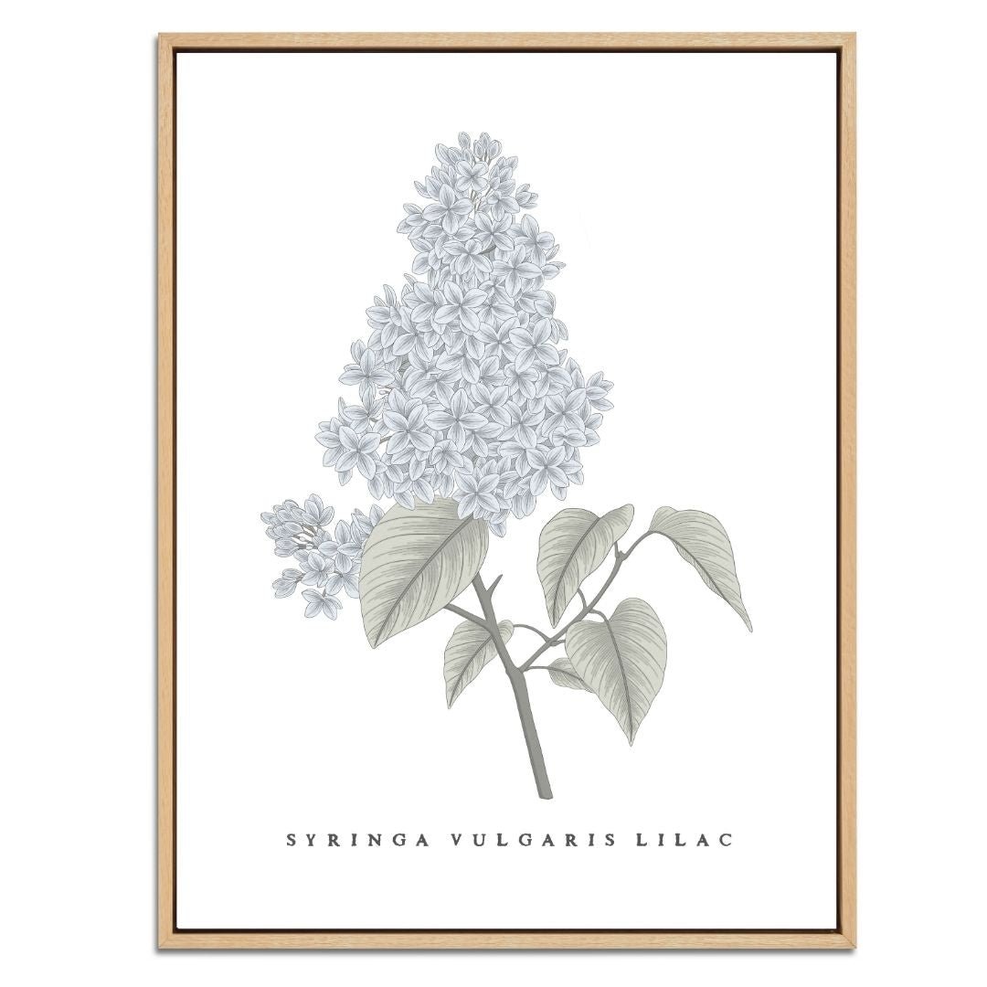 Lilac Botanical Fine Art Print by H Potter
