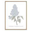 Lilac Botanical Fine Art Print by H Potter
