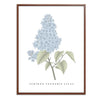 Lilac Botanical Fine Art Print by H Potter