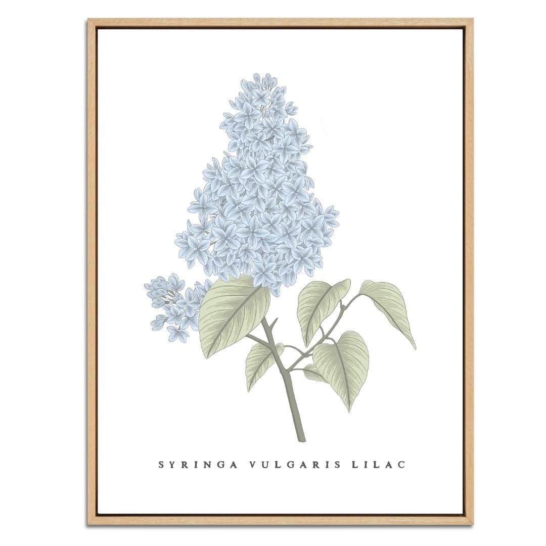 Lilac Botanical Fine Art Print by H Potter