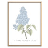 Lilac Botanical Fine Art Print by H Potter