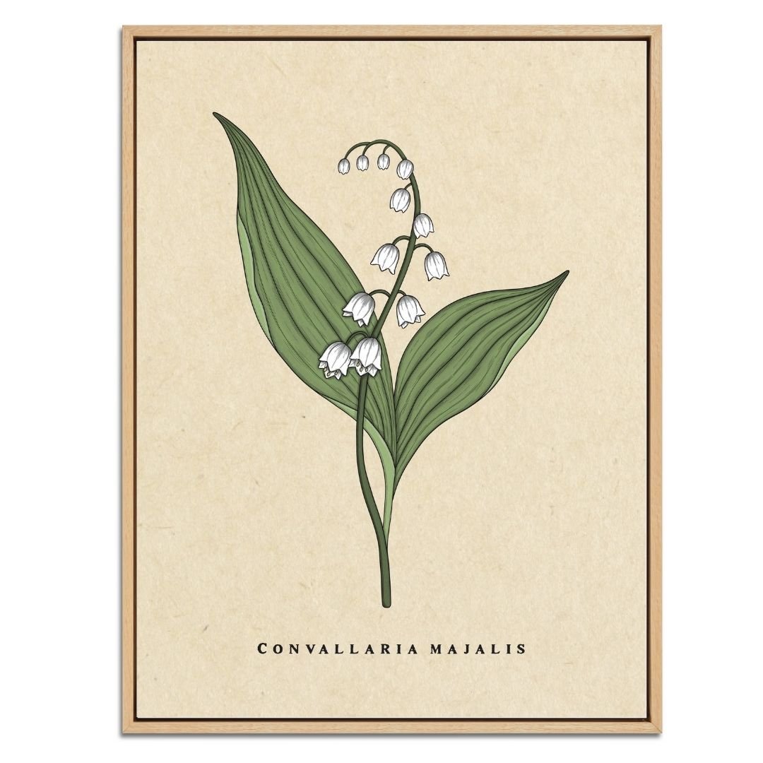 Lily of the Valley Botanical Fine Art Print by H Potter