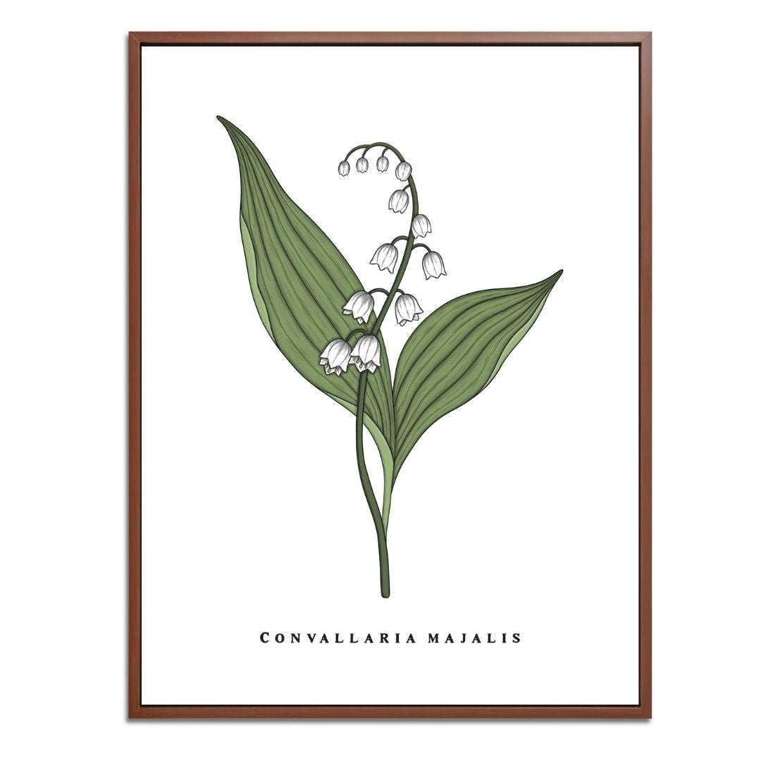 Lily of the Valley Botanical Fine Art Print by H Potter