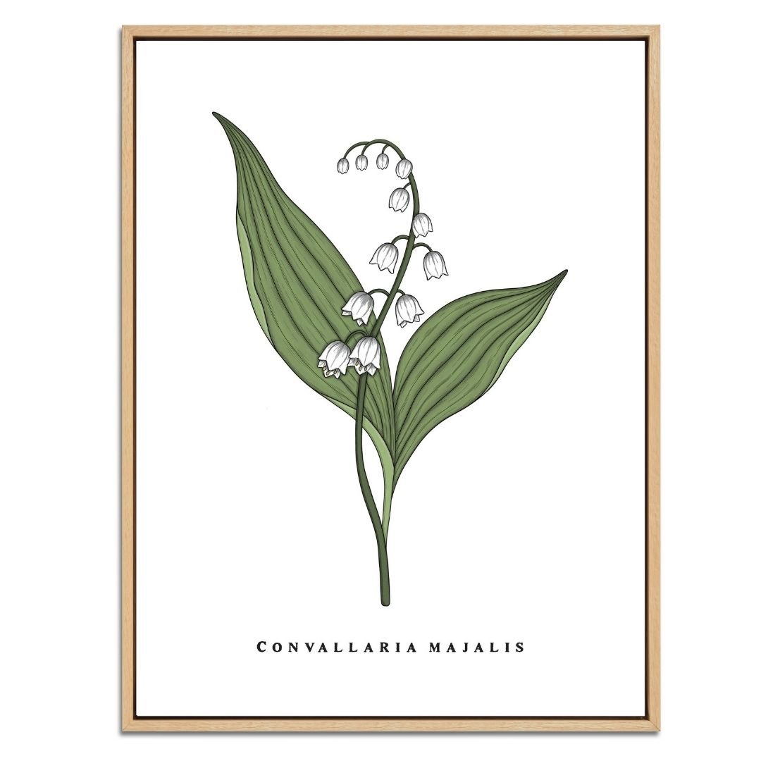 Lily of the Valley Botanical Fine Art Print by H Potter