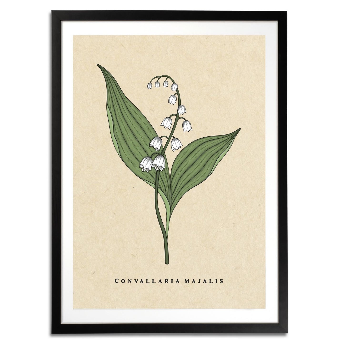 Lily of the Valley Botanical Fine Art Print by H Potter