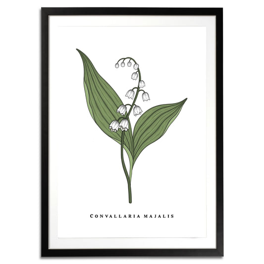 Lily of the Valley Botanical Fine Art Print by H Potter