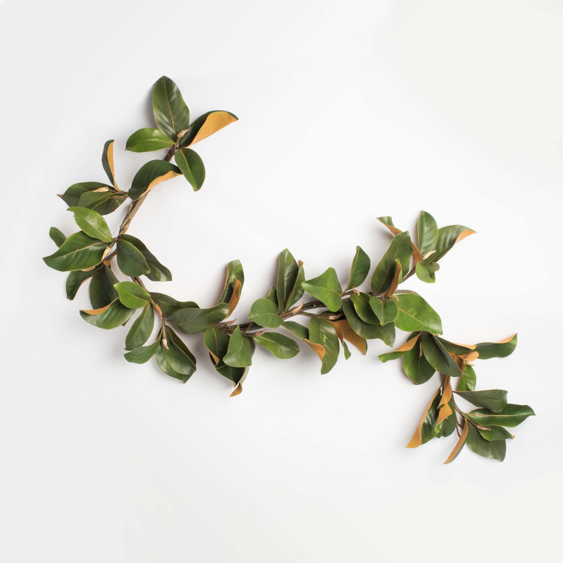 green magnolia leaf garland on a white background