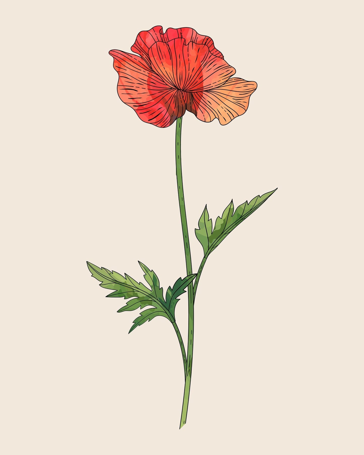 Poppy Botanical Fine Art Print by H Potter 1