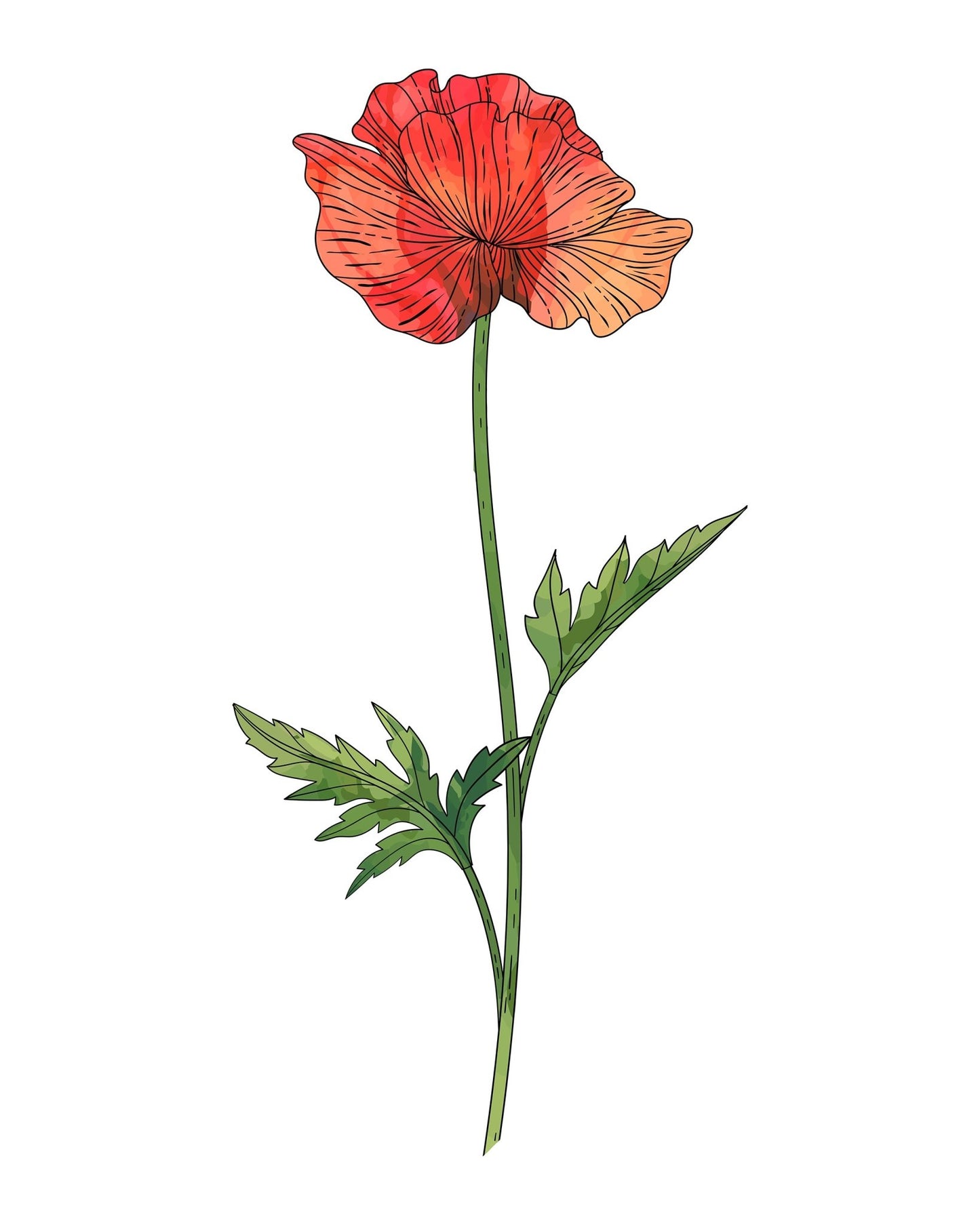 Poppy Botanical Fine Art Print by H Potter 1