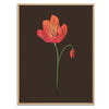 Poppy Botanical Fine Art Print by H Potter 3
