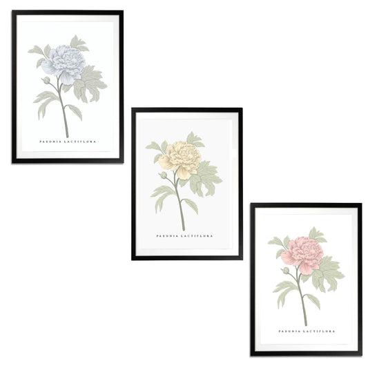 Peonies Set Botanical Fine Art Print by H Potter